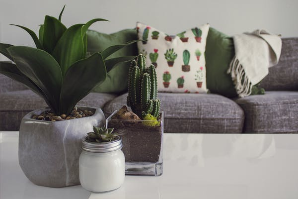 a sofa with indoor plants